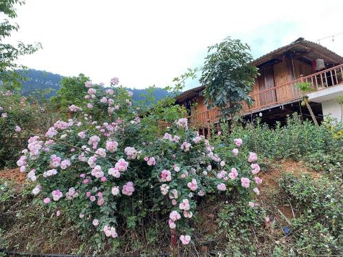 a bush of pink roses in front of a house at Truong Nhan Tram Tau Homestay in Cham Ta Lao