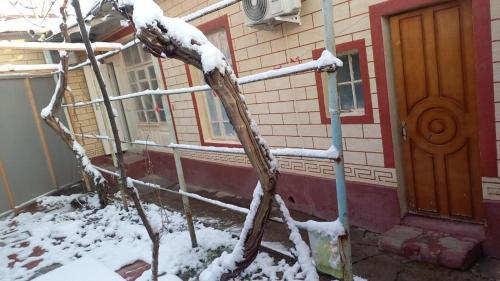 einen schneebedeckten Baum vor einem Haus in der Unterkunft Юнусабад 19 квартл in Taschkent