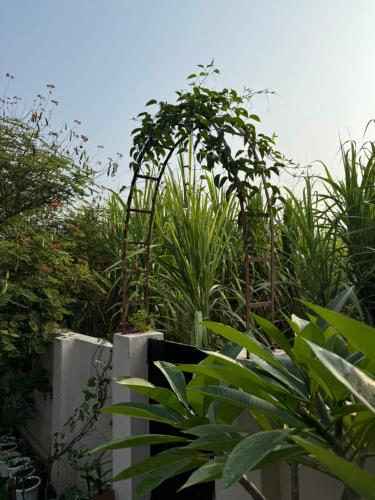 Zahrada ubytování The Bougainvillea cottage farmstay near Dehradun , 2 bedroom private cottage next to fields and orchards with hill views