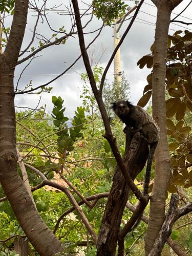 a monkey sitting on top of a tree branch at Pousada Cachoeiras do Cipó in Serra do Cipo