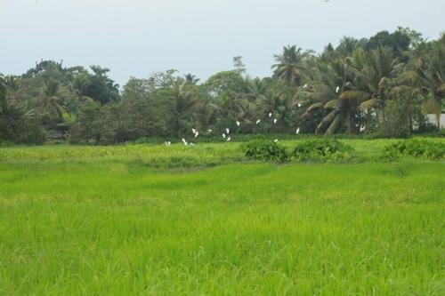 a field of green grass with white birds in the background at Oasis cabanas in Hikkaduwa