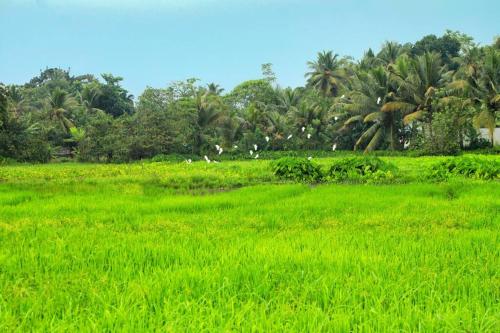 a field of green grass with palm trees in the background at Oasis cabanas in Hikkaduwa