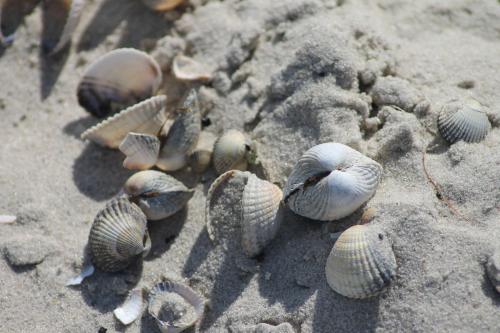 a group of shells on the sand on the beach at Hotel Schwarzer Adler Jever in Jever