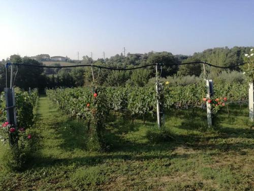 Jardín al aire libre en Il Casale di Lucullo