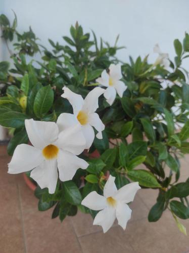 a group of white flowers on a plant at Sunset House in Massa Lubrense