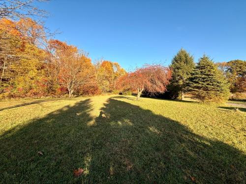 a large shadow of a tree on a field at Serene Log Cabin Forest Retreat in LaPorte