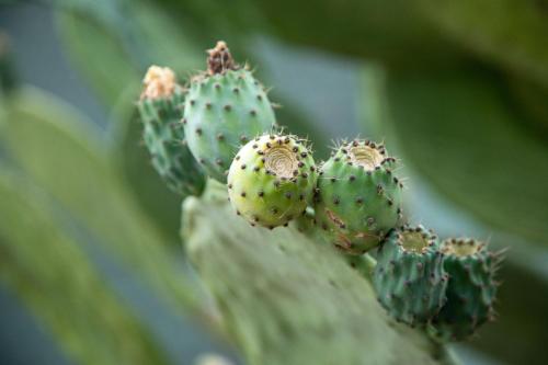a close up of a green plant with buds at Il Melograno in Costa d'Amalfi - romantic experience in Vietri sul Mare