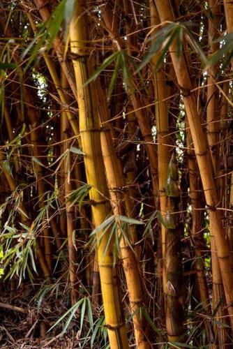 a group of bamboo trees in a forest at The River Villa Situated In A Lush Garden in Arusha