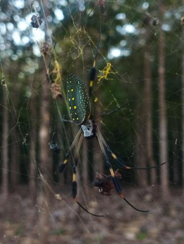 a large black and yellow spider in its web at Nanku Nimbu Casa-Bus equipada cerca de playas in Sámara