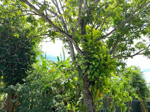 a tree with a bunch of green bananas on it at The Green Heaven Villa in Ambalangoda