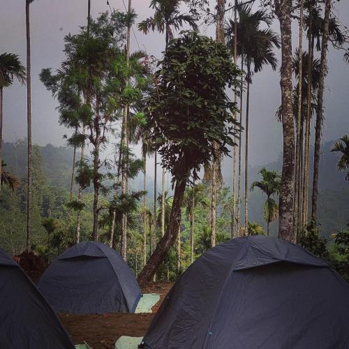 two tents in a forest with palm trees at Tropical camping in Wayanad