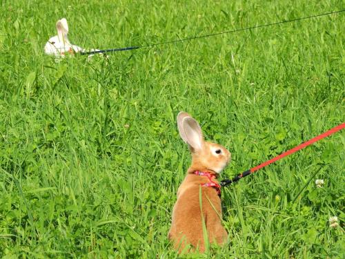 a rabbit on a leash sitting in the grass at Pension Forsthof in Maishofen