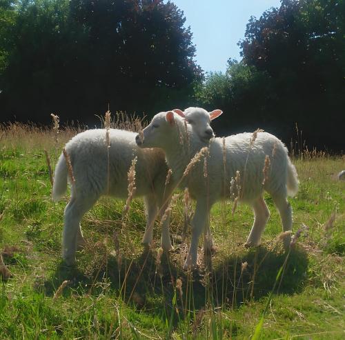 two sheep standing next to each other in a field at Ferienhof Lüke in Wesselburener Deichhausen