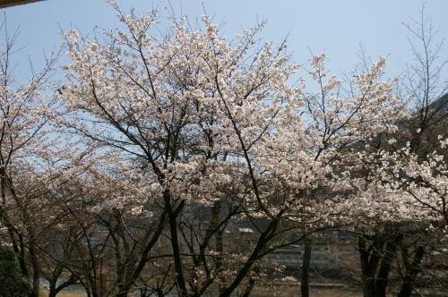 a flowering tree with white flowers on it at Bosenkan in Gero