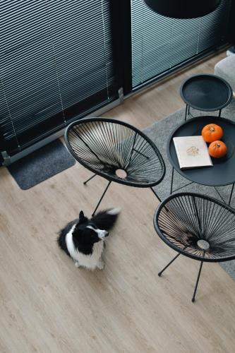 a black and white cat walking on the floor next to a table at KASZUBSKI LOFT Sominy in Sominy