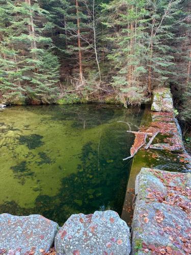 a small pond in the middle of a forest at Resident Harrachov Apartment Katrin Wellness Grotta Spa FREE in Harrachov