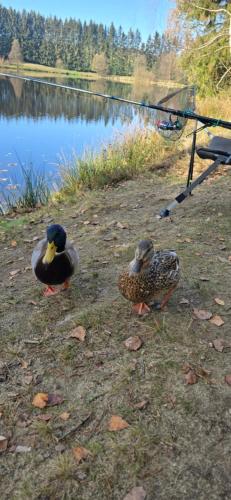 two ducks standing on the grass near a lake at Náš sen - Domek in Svratouch