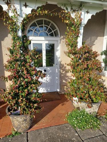 two christmas trees in pots in front of a door at Rusling House in Bristol