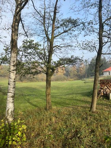 two trees in a field with a house in the background at Cichotnia in Sorkwity