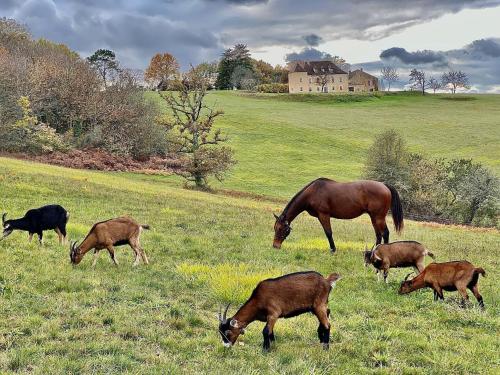 a horse and some animals grazing in a field at Domaine de Cazal - Chambres d'Hôtes avec piscine au cœur de 26 hectares de nature préservée in Saint-Cyprien