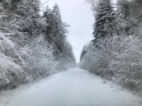 a road covered in snow with trees on it at Cichotnia in Sorkwity