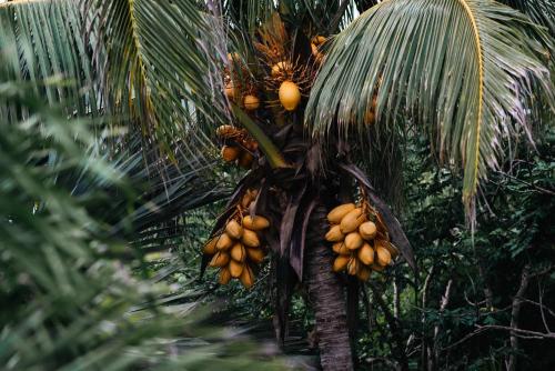 a bunch of bananas hanging from a palm tree at Casa Playa Verde - 200Mbps Wifi in Troncones