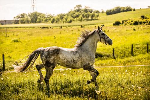 a horse running in a field of grass at Conacul Archia in Deva