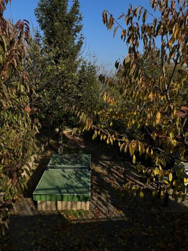 a green box in the middle of some trees at Vikendica S, Alibegovac in Petrovaradin