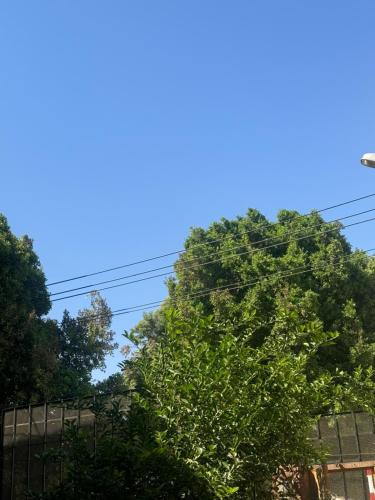 a tree in front of a blue sky at SEO House in Aswan