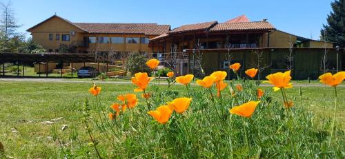 a field of orange flowers in front of a house at Hotel Ontiveros in San Fernando