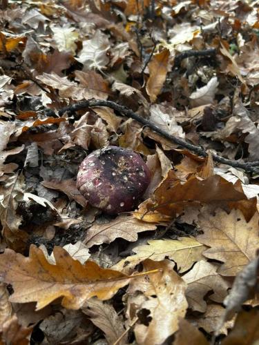a rock on the ground in the leaves at VILA ANTONIJE in Šljivovica