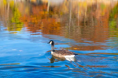 a duck swimming on a lake with reflections in the water at Ostsee Baumhaushotel in der Natur mit Sauna und Whirlpool in Wangels