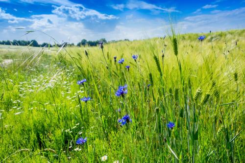 a field of tall grass with blue flowers in it at Ostsee Baumhaushotel in der Natur mit Sauna und Whirlpool in Wangels