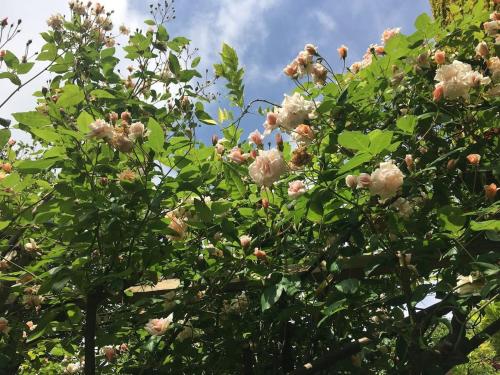 a tree with lots of flowers on it at Little Hideaway - Central Frome in Frome