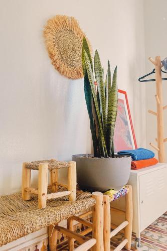 a potted plant sitting on top of a table at El MOJA SURFHOUSE in Sidi Ifni