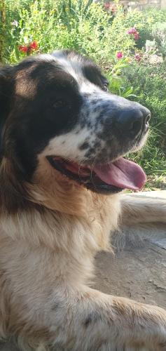 Huisdier of huisdieren van gasten bij Три горішки