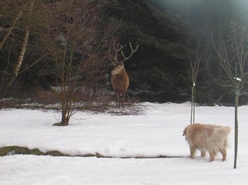 a moose and a dog standing in the snow at Chalet de Papitou , situé dans un coin de paradis in Stavelot