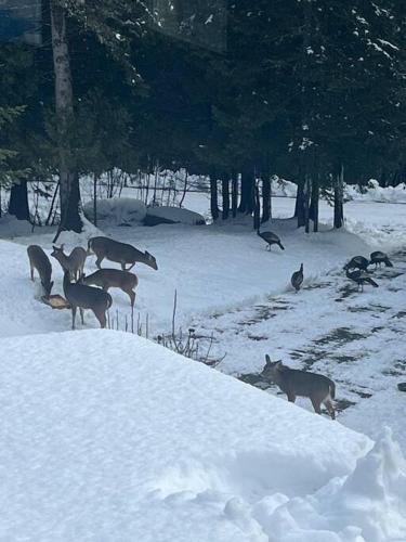 Animales en la casa vacacional o alrededores