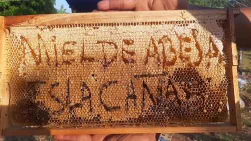 a person holding up a beehive at Explorer Isla Cañas in Isla de Cañas