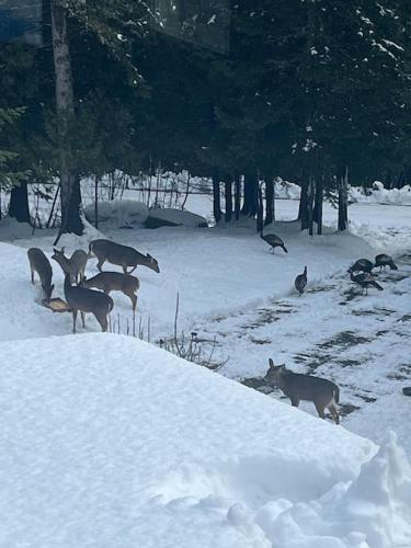 Animales en la casa vacacional o alrededores