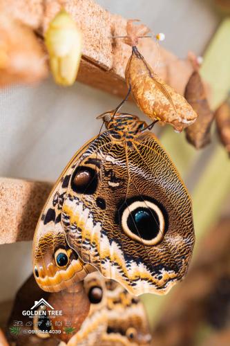 a butterfly is sitting on a tree branch at GOLDEN TREE MINDO ECO-LODGE in Mindo