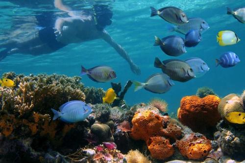 a man swimming over a coral reef with fish at Jawy's House, Puerto Viejo, Limón in Puerto Limón