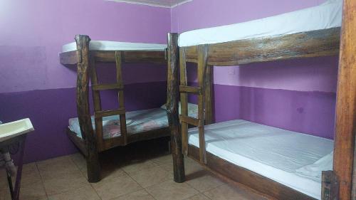 two bunk beds in a room with a purple wall at Gringo Petes Too in Fortuna
