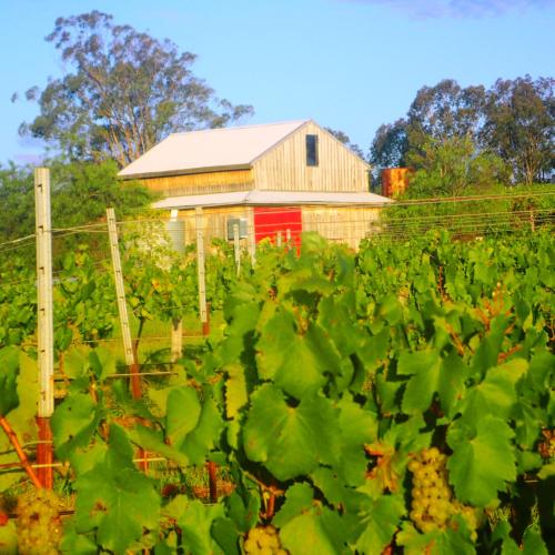Κήπος έξω από το Red Door Collective - RDC Vineyard Estate, Luxury Adult Only Stay