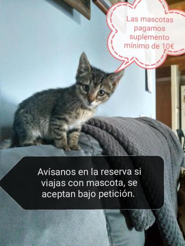 a kitten sitting on the back of a couch at Alojamiento Quintanilla in Gijón