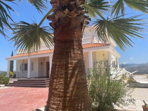 a palm tree in front of a house at Letymvou Terrace in Letimbou