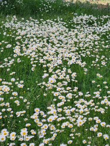 a field of flowers in a field of grass at Happy Buriani in Buriaki