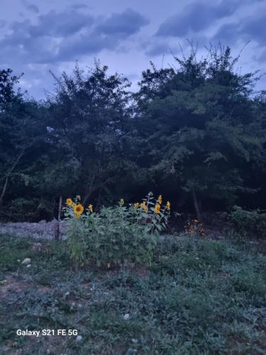 a field with yellow flowers in the grass at Happy Buriani in Buriaki