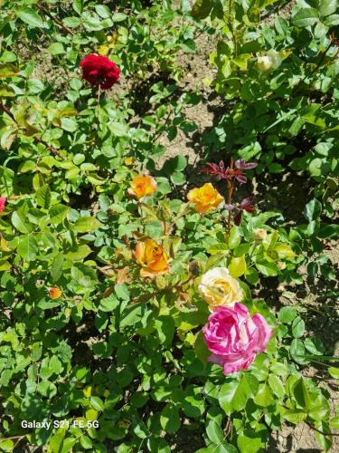 a group of different colored flowers in a garden at Happy Buriani in Buriaki