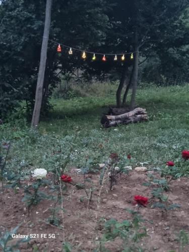 a string of lights hanging from a tree in a garden at Happy Buriani in Buriaki